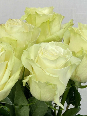 Цветы поштучно: Роза Эквадор «Mondial»